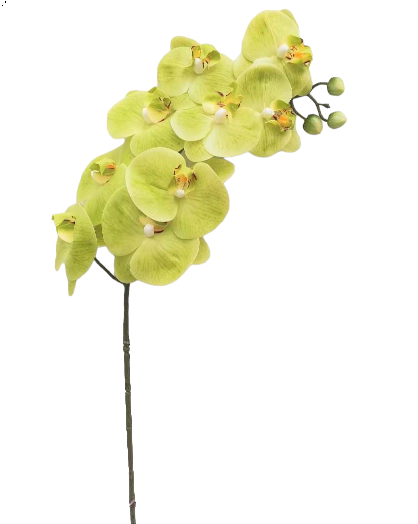 PHALAENOPSIS X9 100CM GR