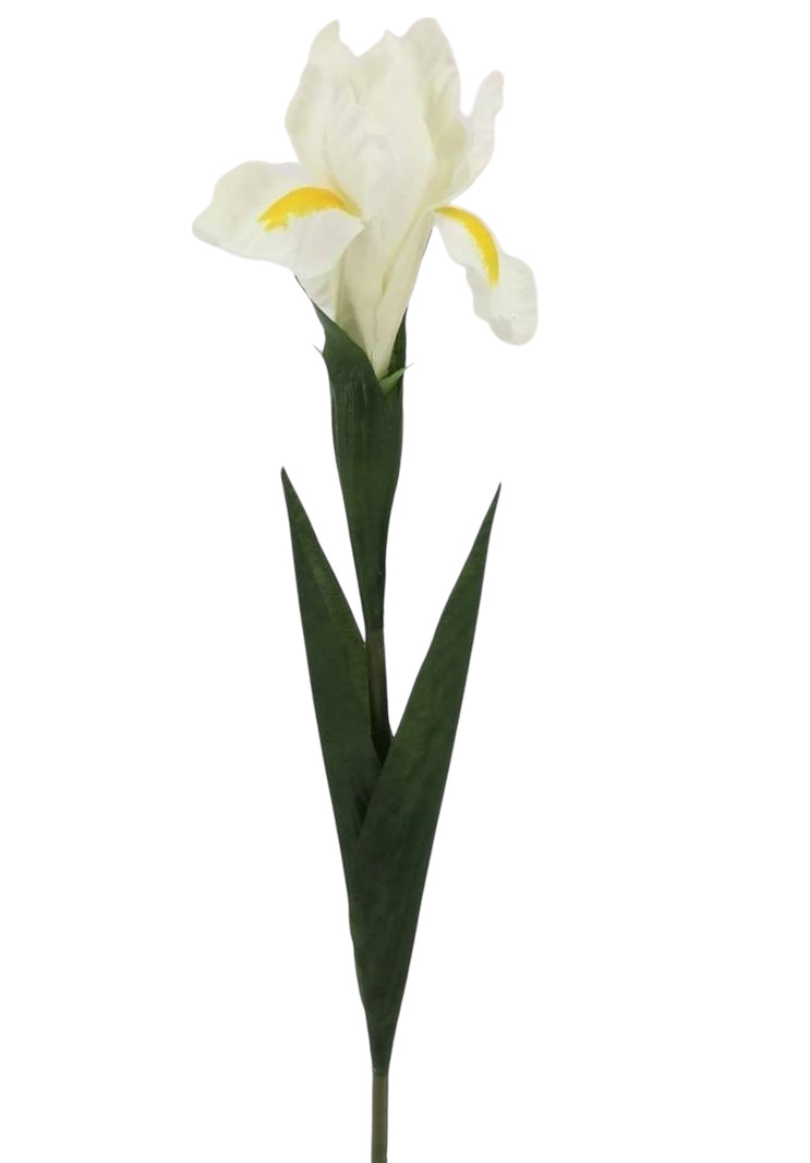 IRIS SPRAY 68CM CR