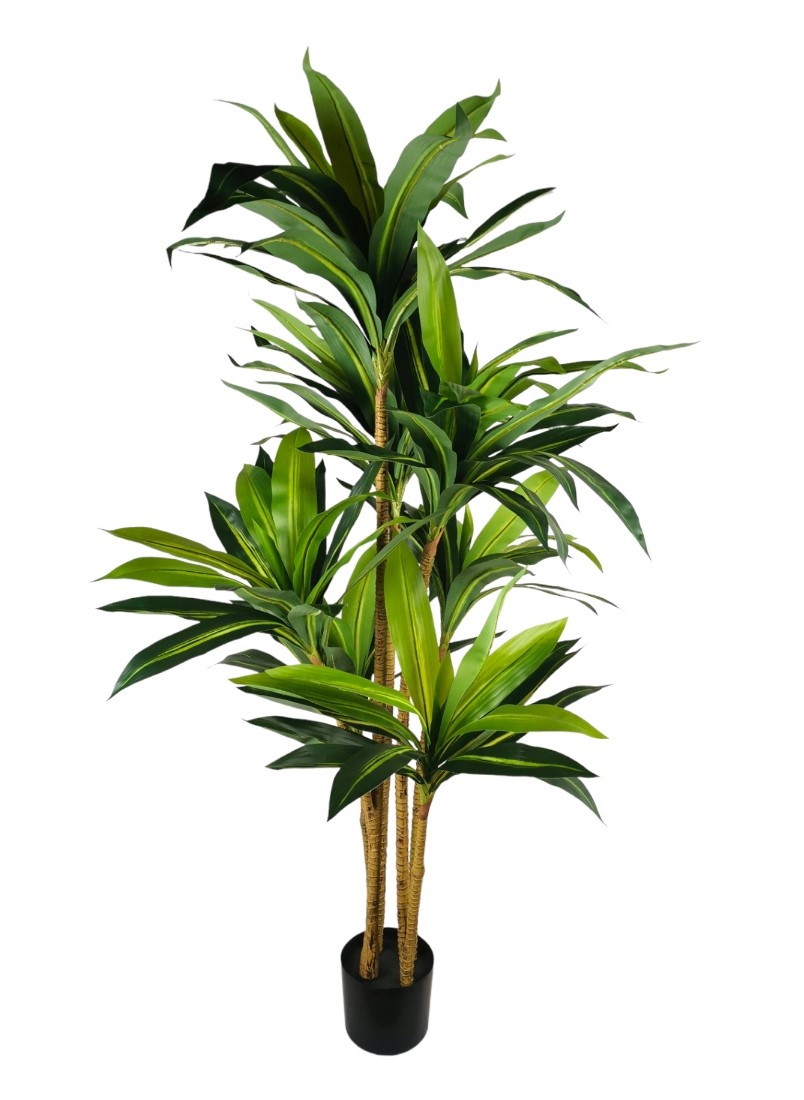 DRACENA IN VASO 124LVS 145CM GR