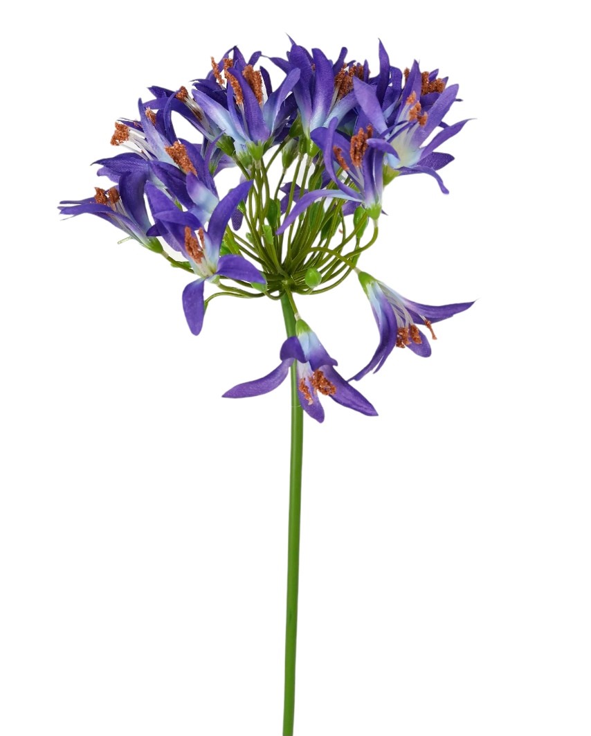 AGAPANTHUS ROYAL 82CM BL