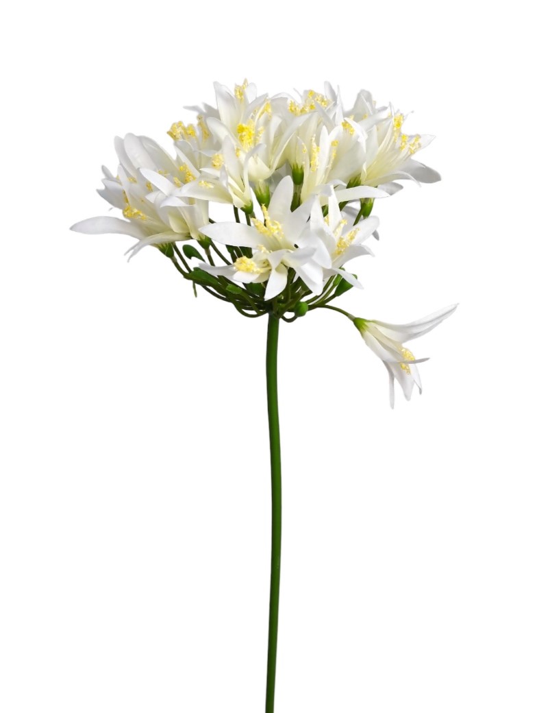 AGAPANTHUS ROYAL 82CM WH