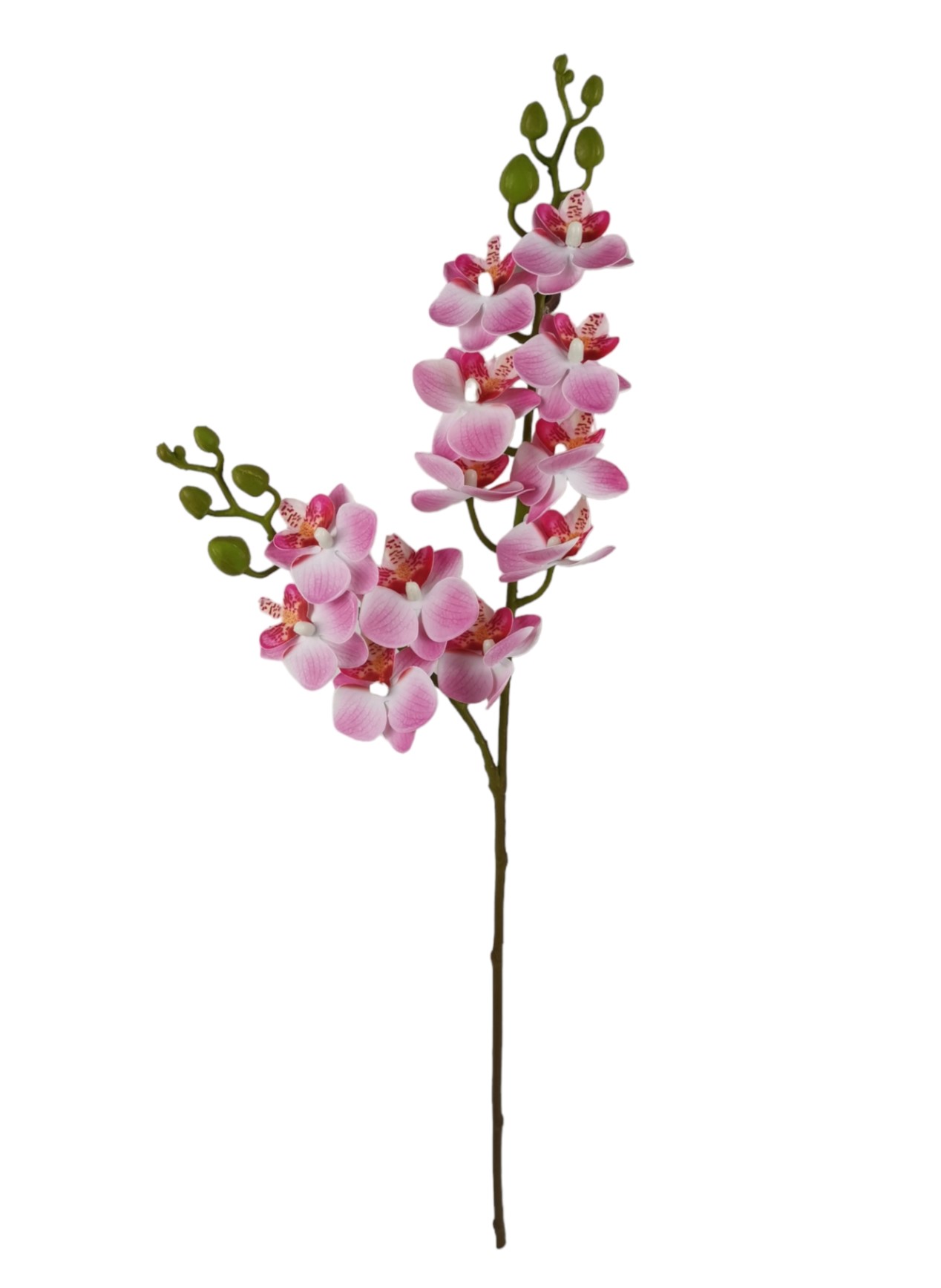 PHALAENOPSIS X12 RT 63CM PK