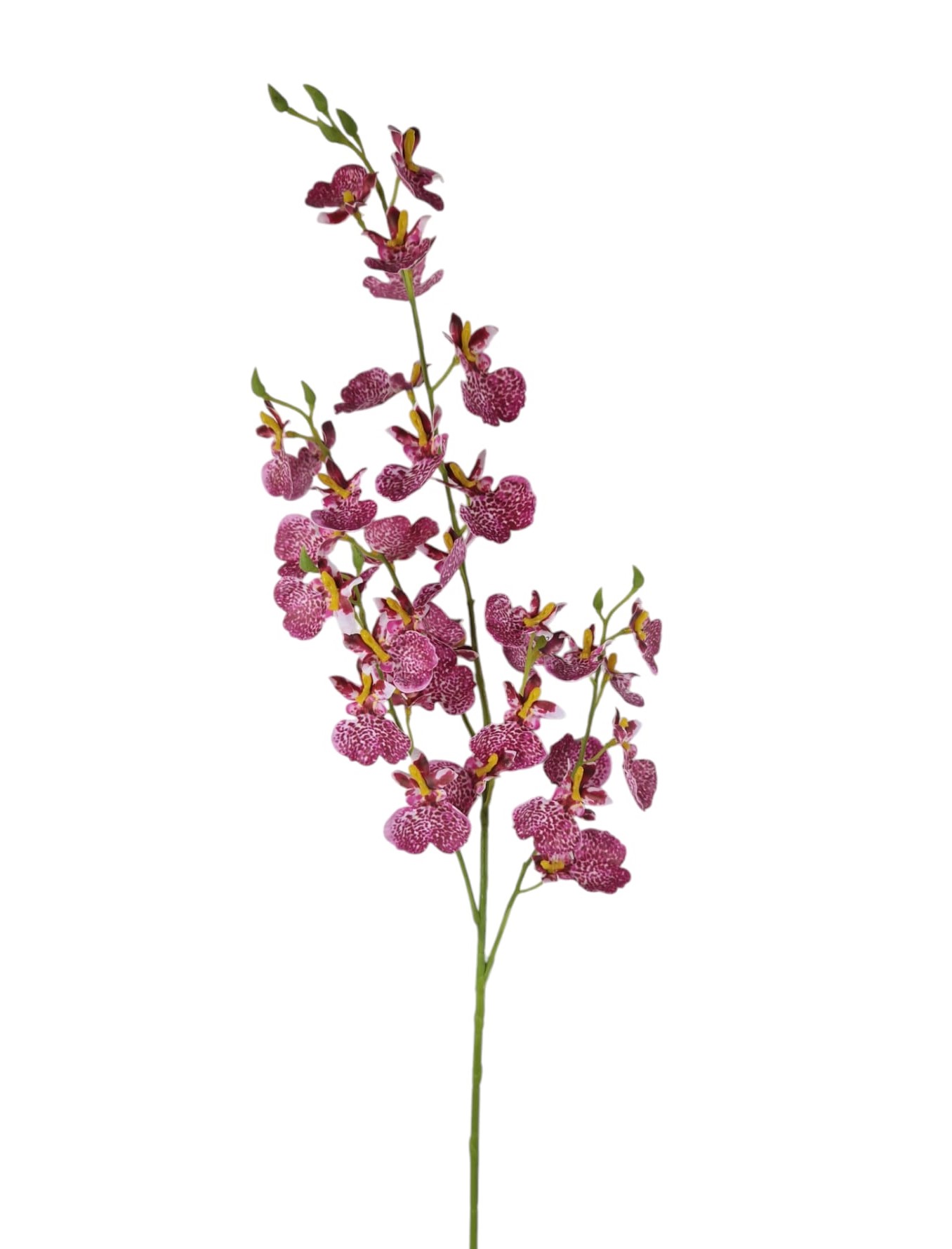 ONCIDIUM SPRAY X3 RT 79CM BT