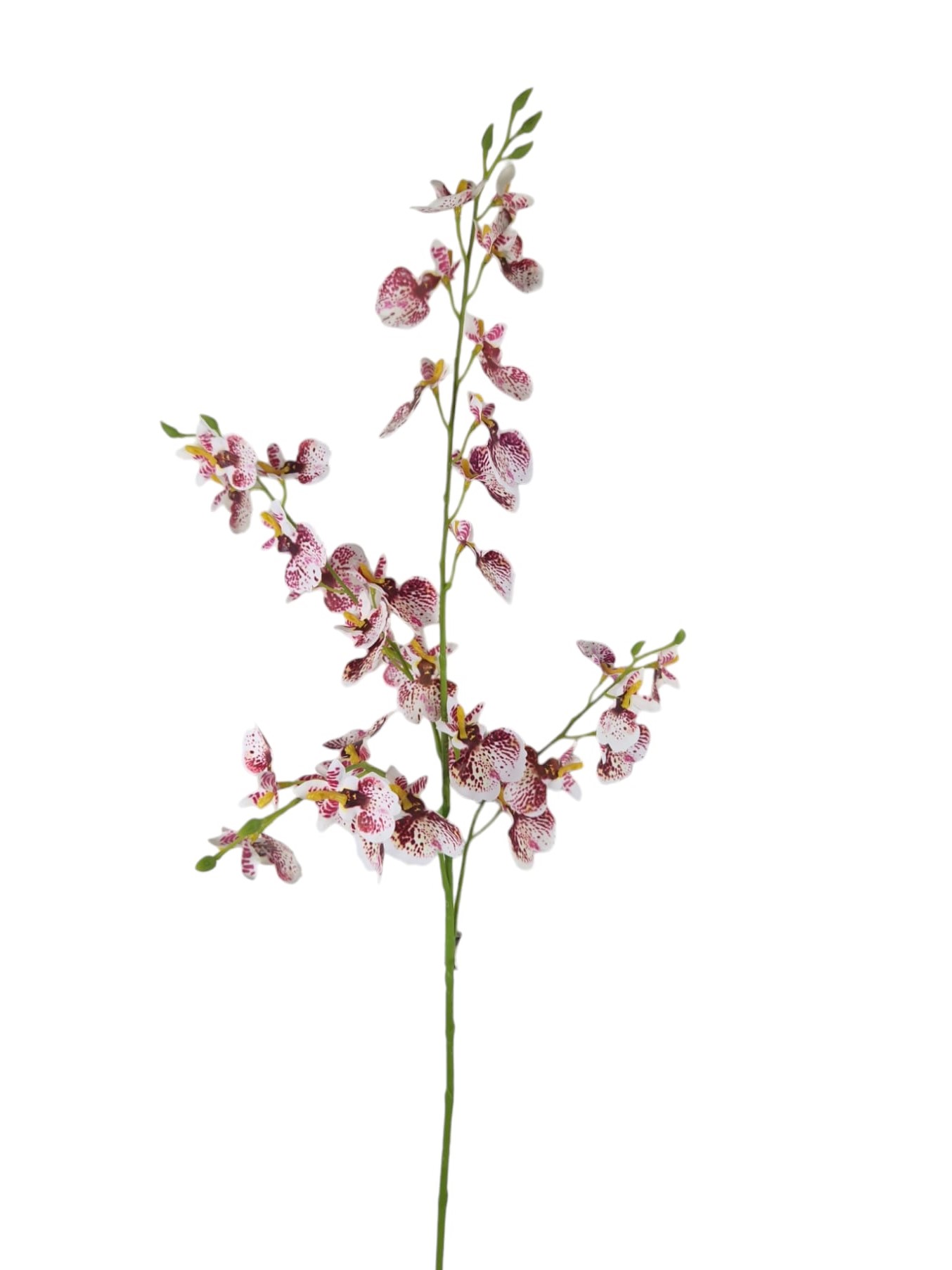 ONCIDIUM SPRAY X3 RT 79CM CRPU