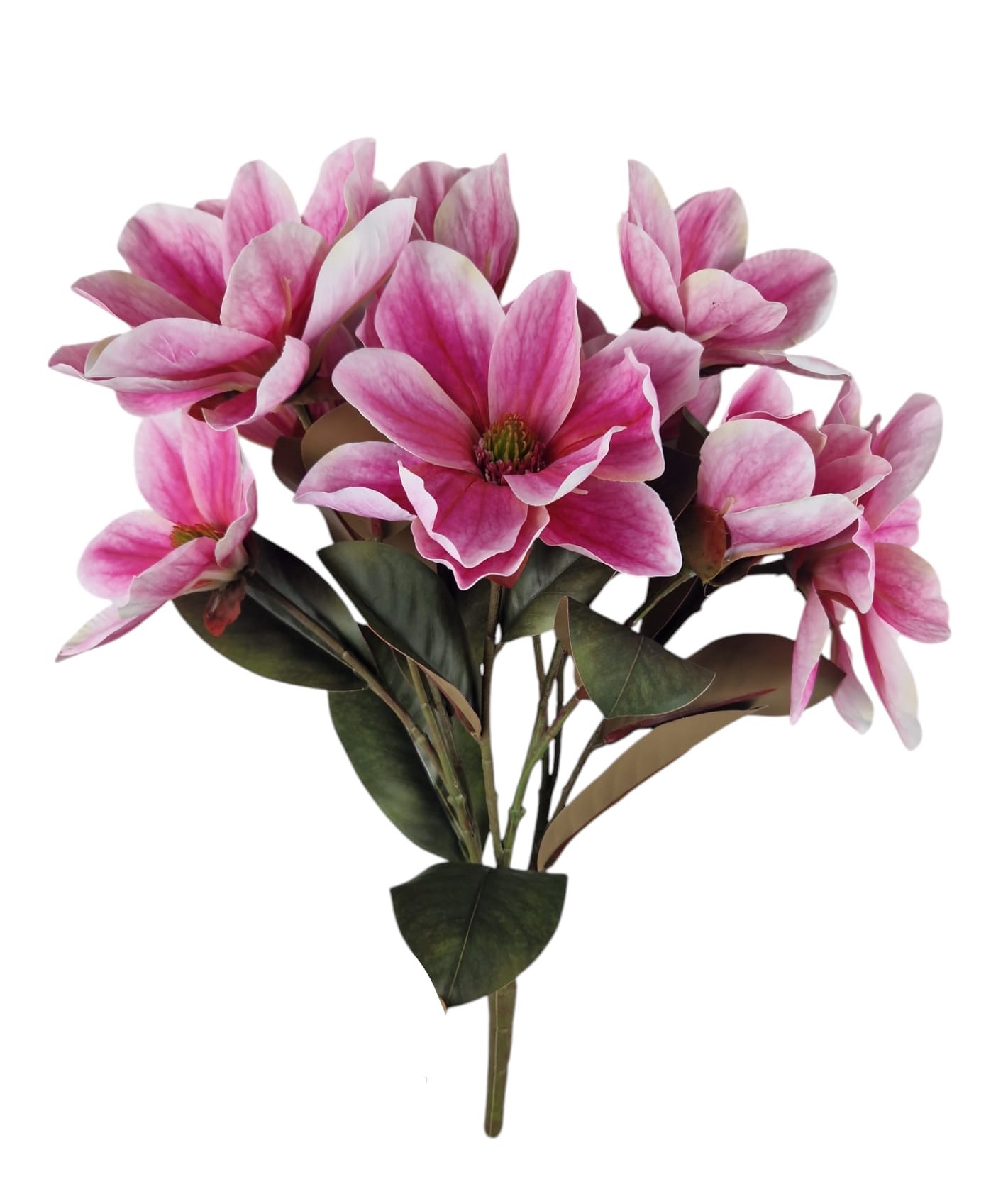 BUSH MAGNOLIA X9 50CM BT