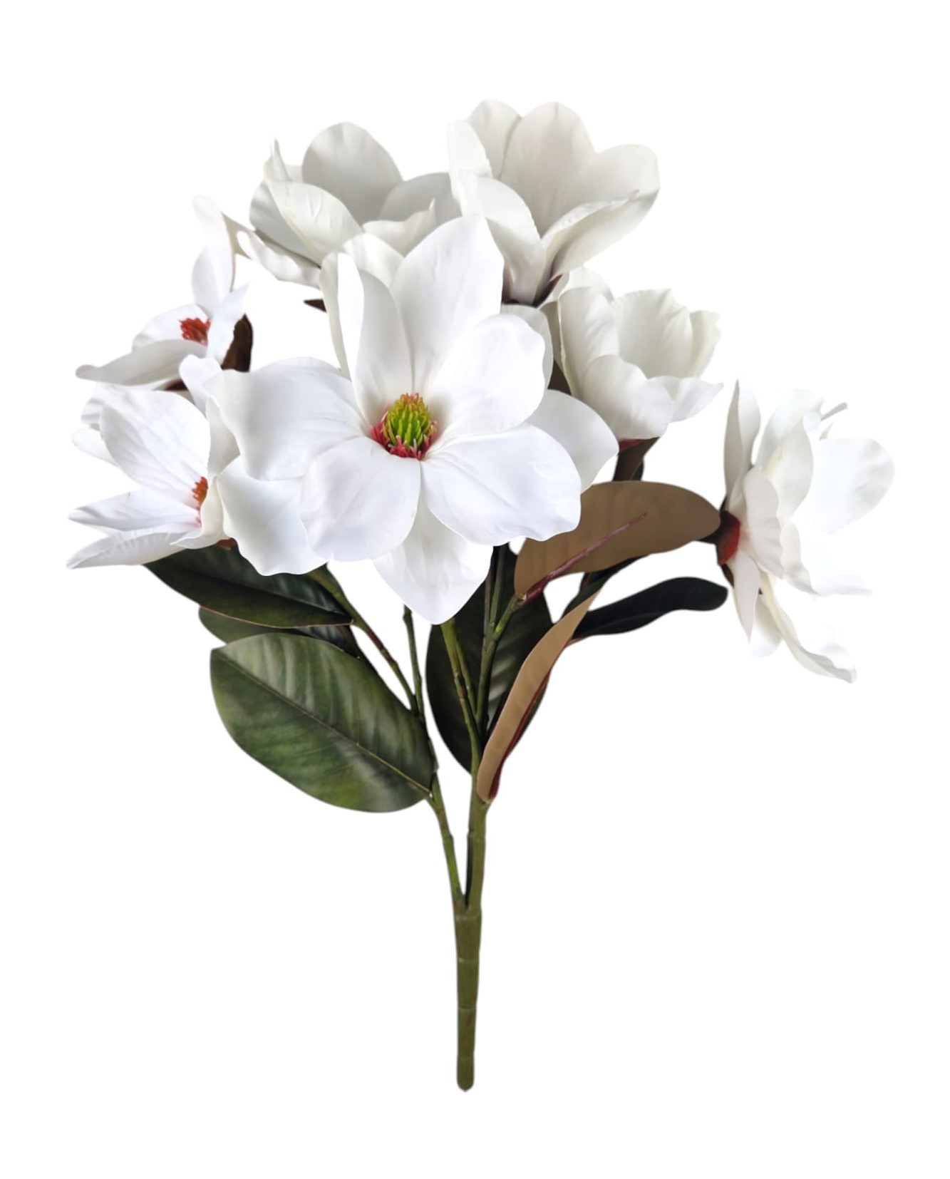 BUSH MAGNOLIA X9 50CM CR