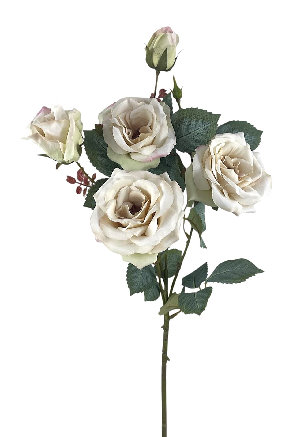 ROSA CANINA SPRAY X5 67CM CR