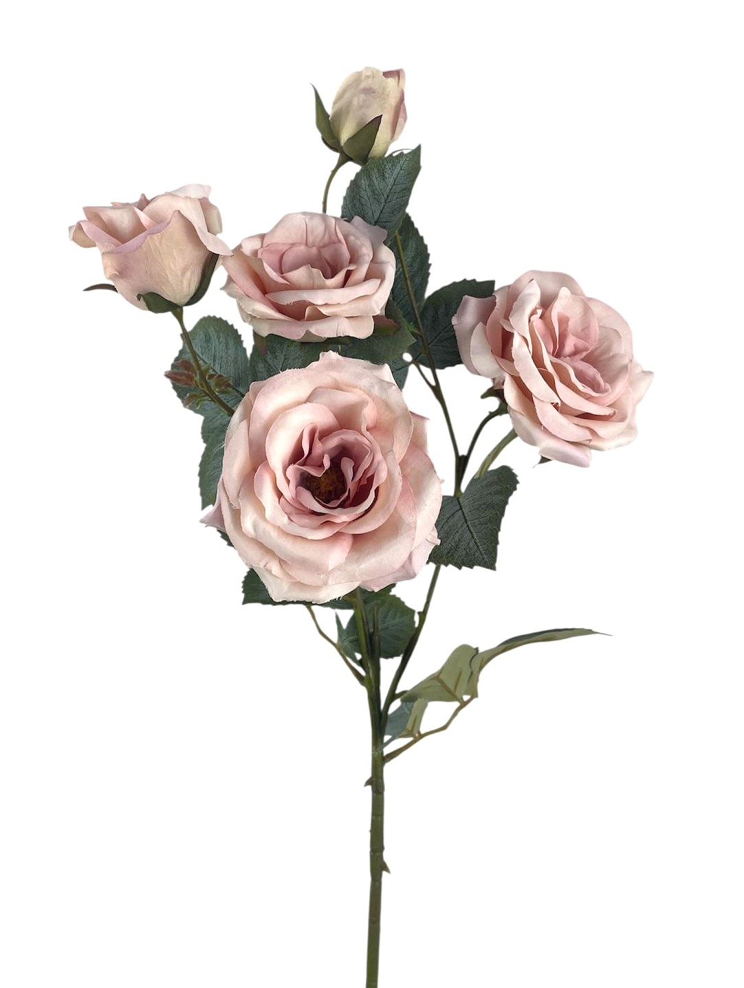 ROSA CANINA SPRAY X5 67CM PC