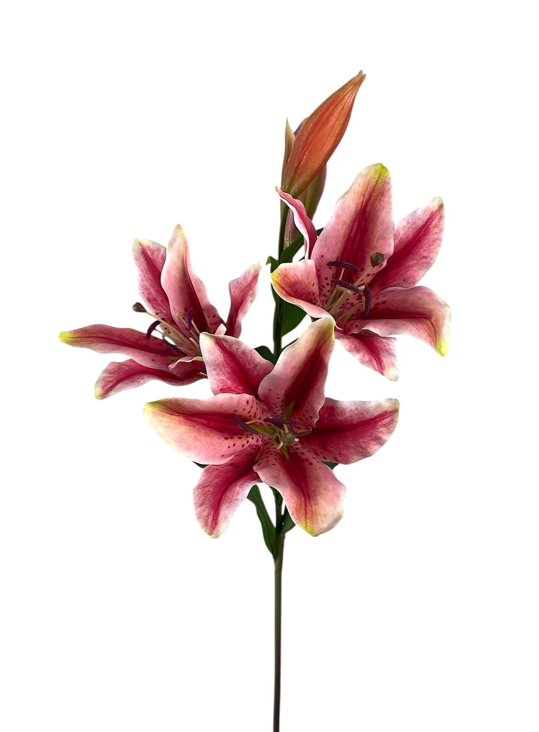 LILIUM X3 FLWR 2 BUDS 90CM MV