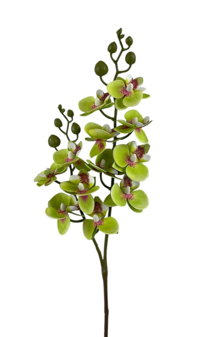 ORCHIDEA X2 68CM GR