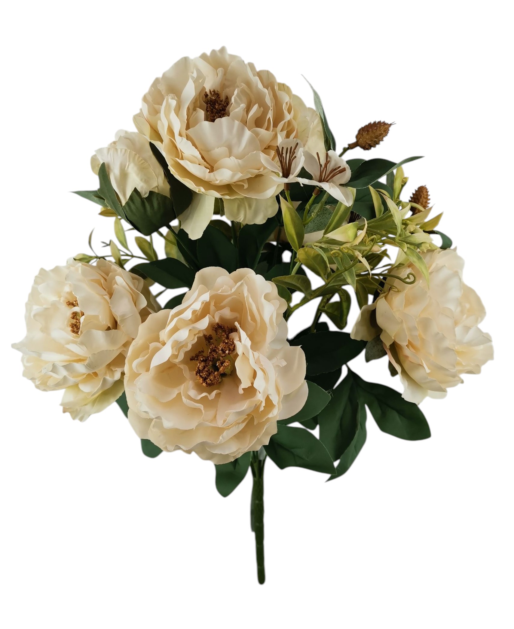 BUSH PEONIA X11 45CM CR
