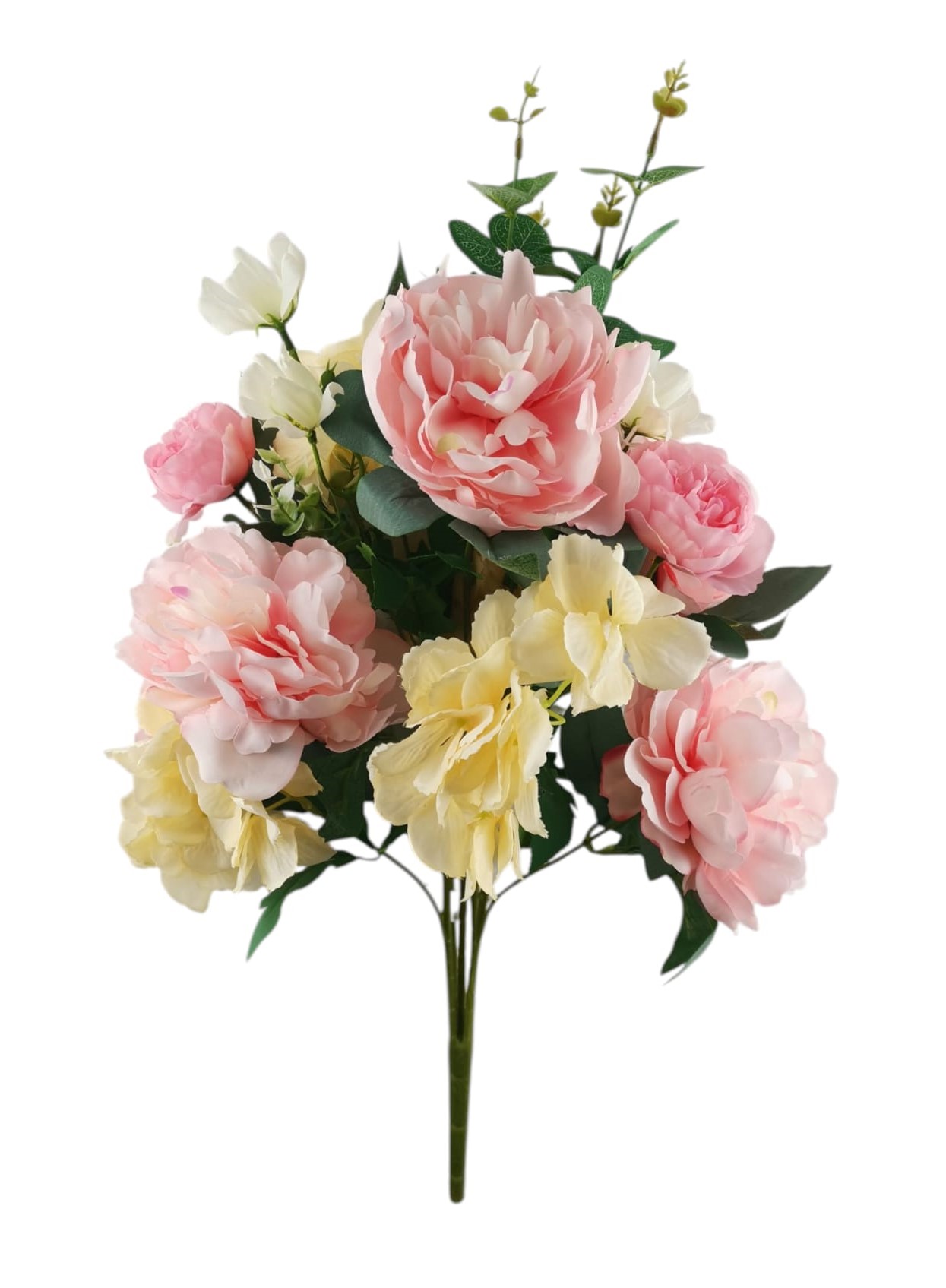 BUSH PEONIA ORTENSIA X15 50CM LTPK