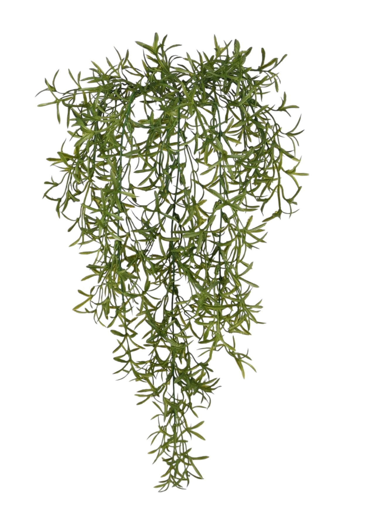 ROSMARINO CAD X5 70CM GR