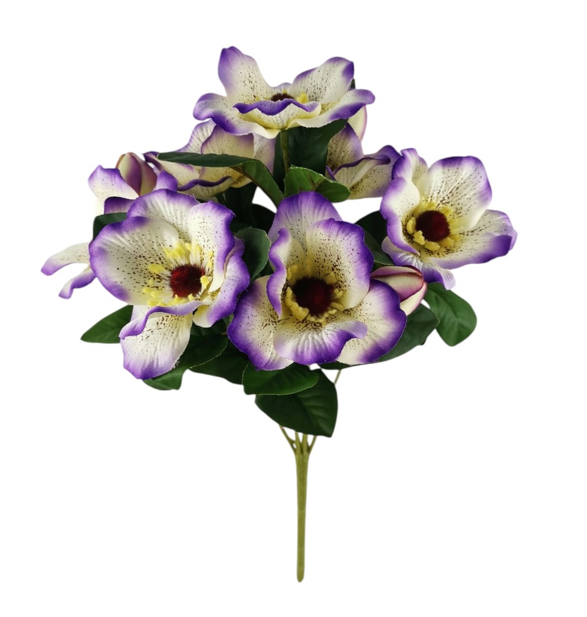 BUSH HELLEBORUS X7 32CM LL
