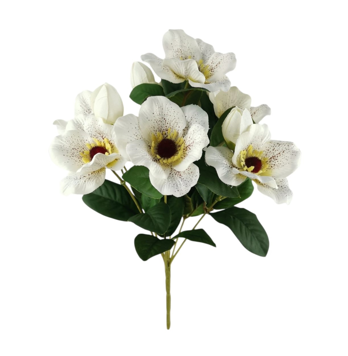 BUSH HELLEBORUS X7 32CM WH