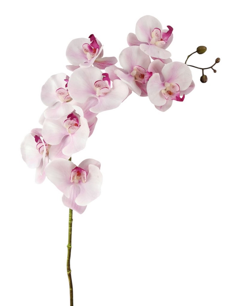 PHALENOPSIS SPRAY X9 100CM PK
