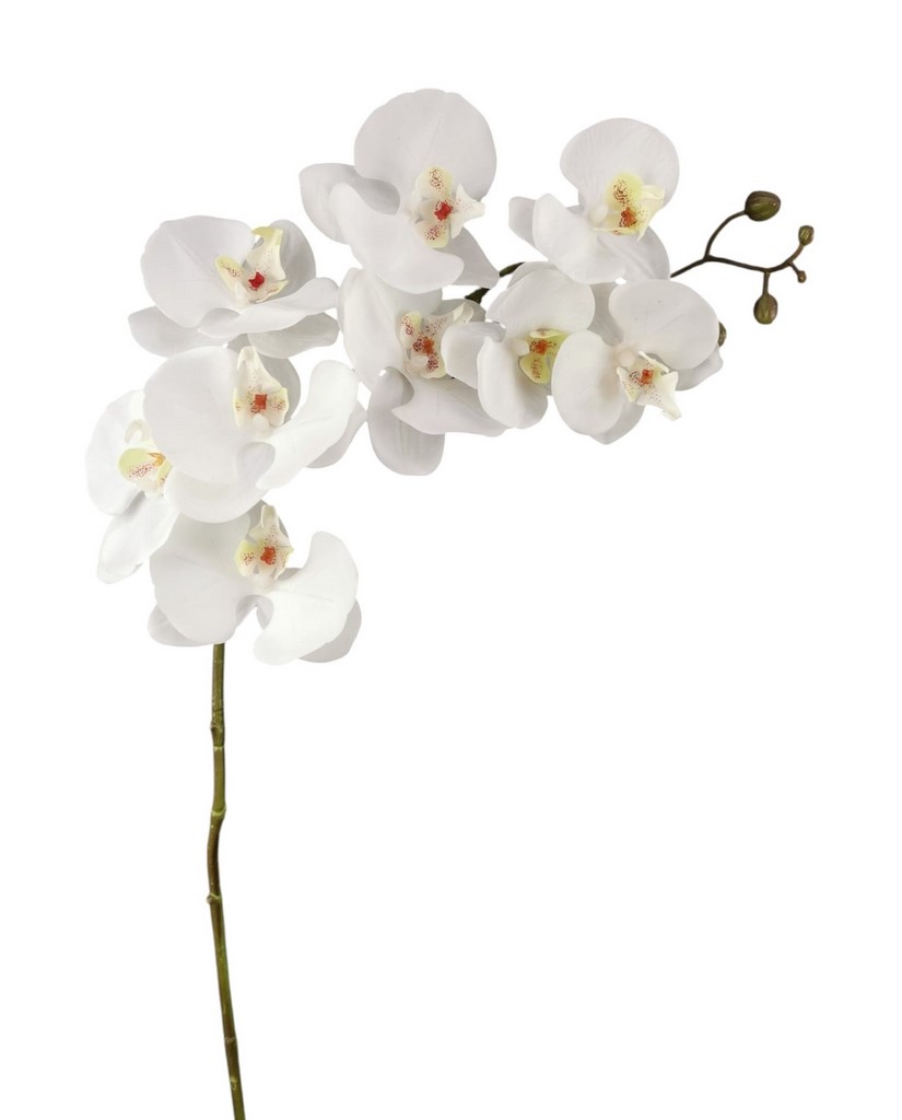 PHALENOPSIS SPRAY X9 100CM WH