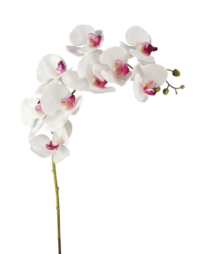 PHALENOPSIS SPRAY X9 100CM WHBT