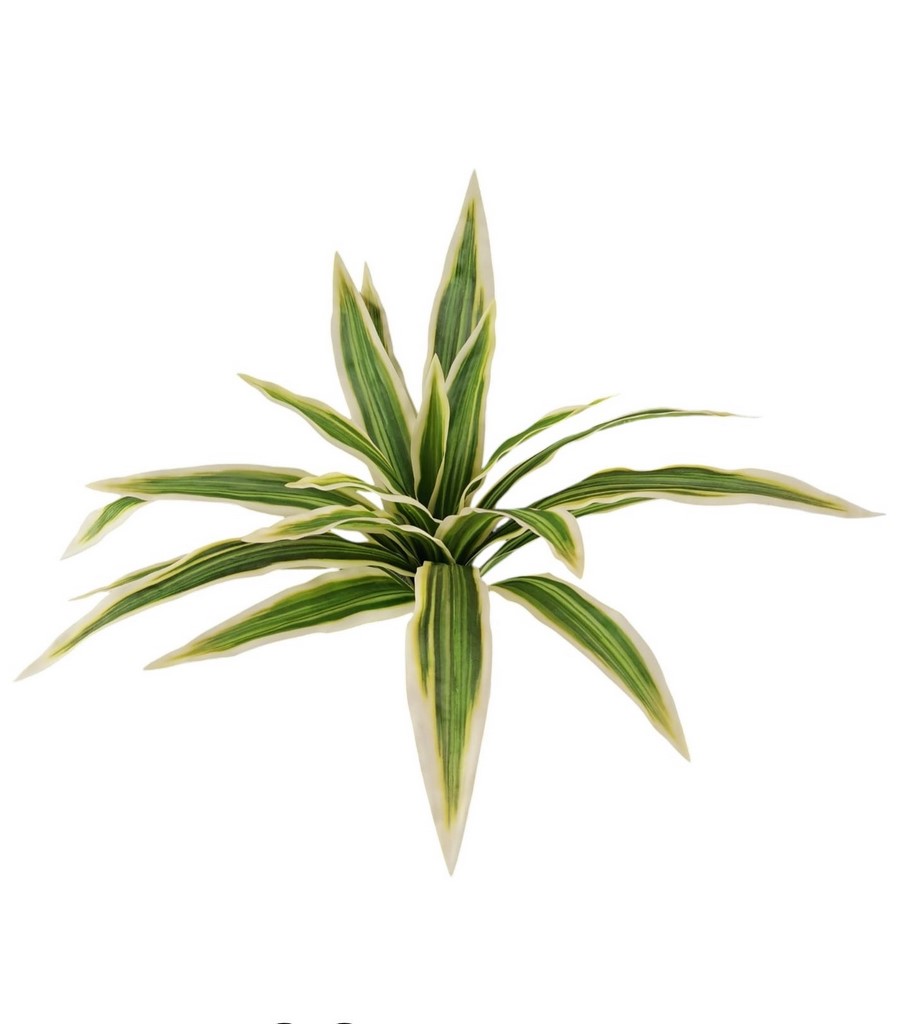 BUSH DRACENA X18 45CM VR