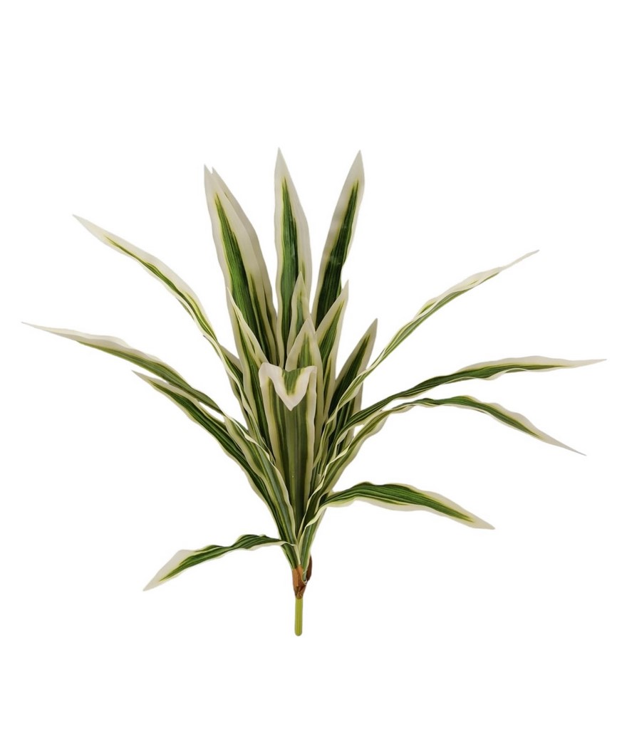 BUSH DRACENA X20 70CM VR