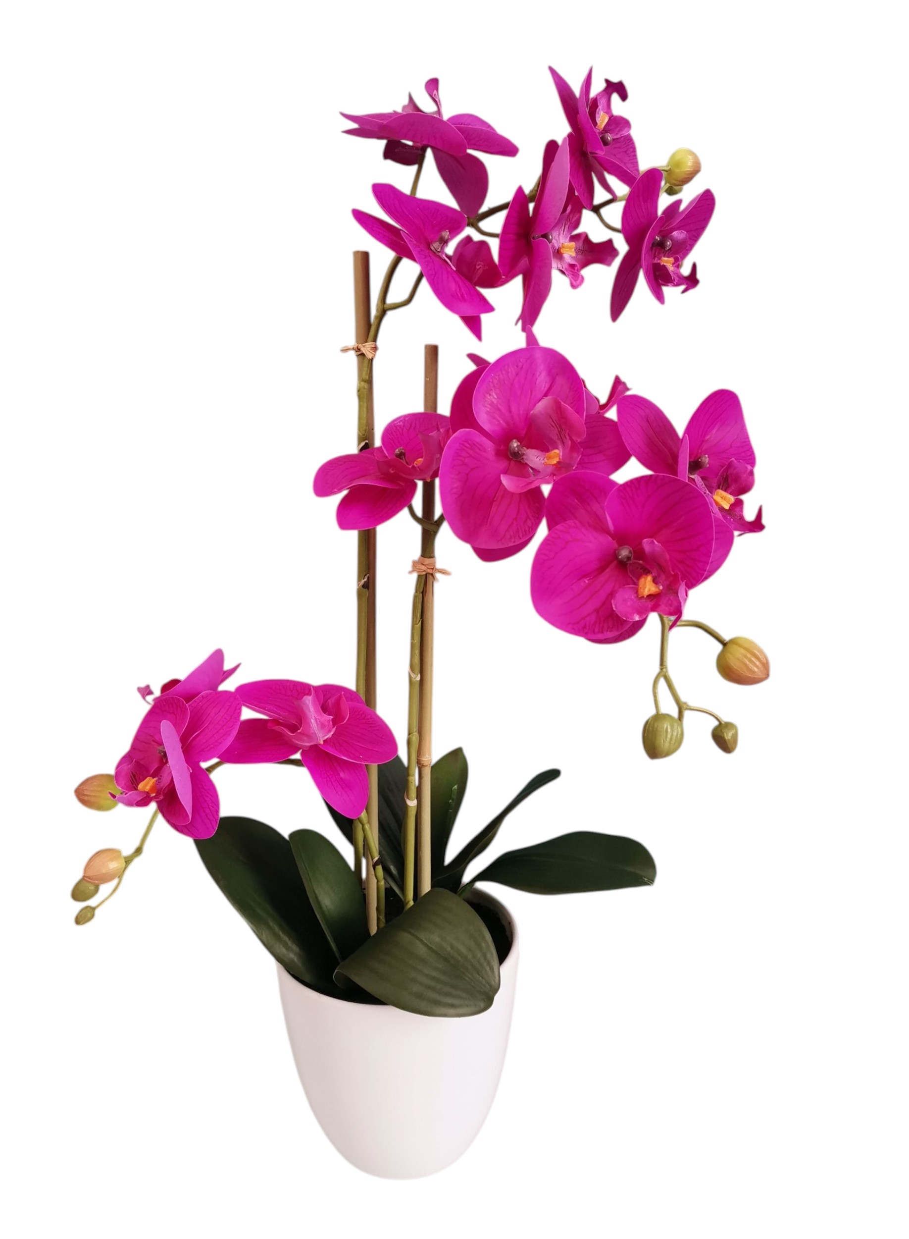 PHALAENOPSIS IN VASO 75CM BT