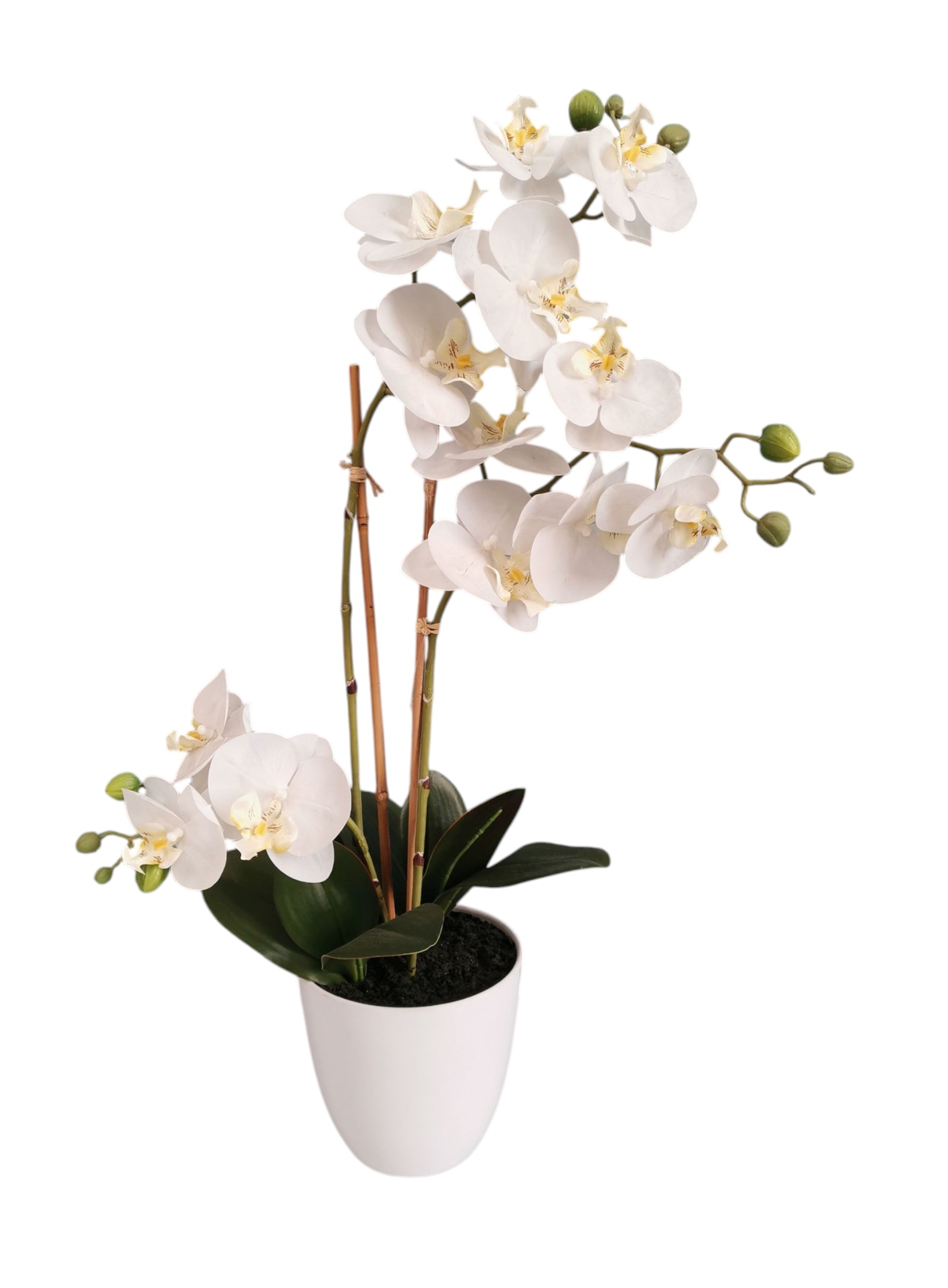 PHALAENOPSIS IN VASO 75CM WH