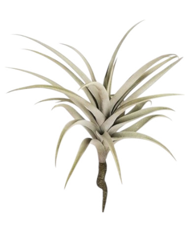 TILLANDSIA 38CM GR