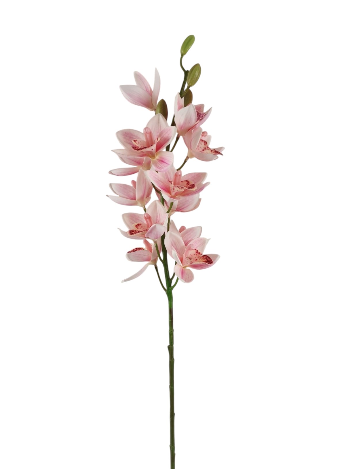 CYMBIDIUM SPRAY X12 FLWS 4 BUDS 76CM PK