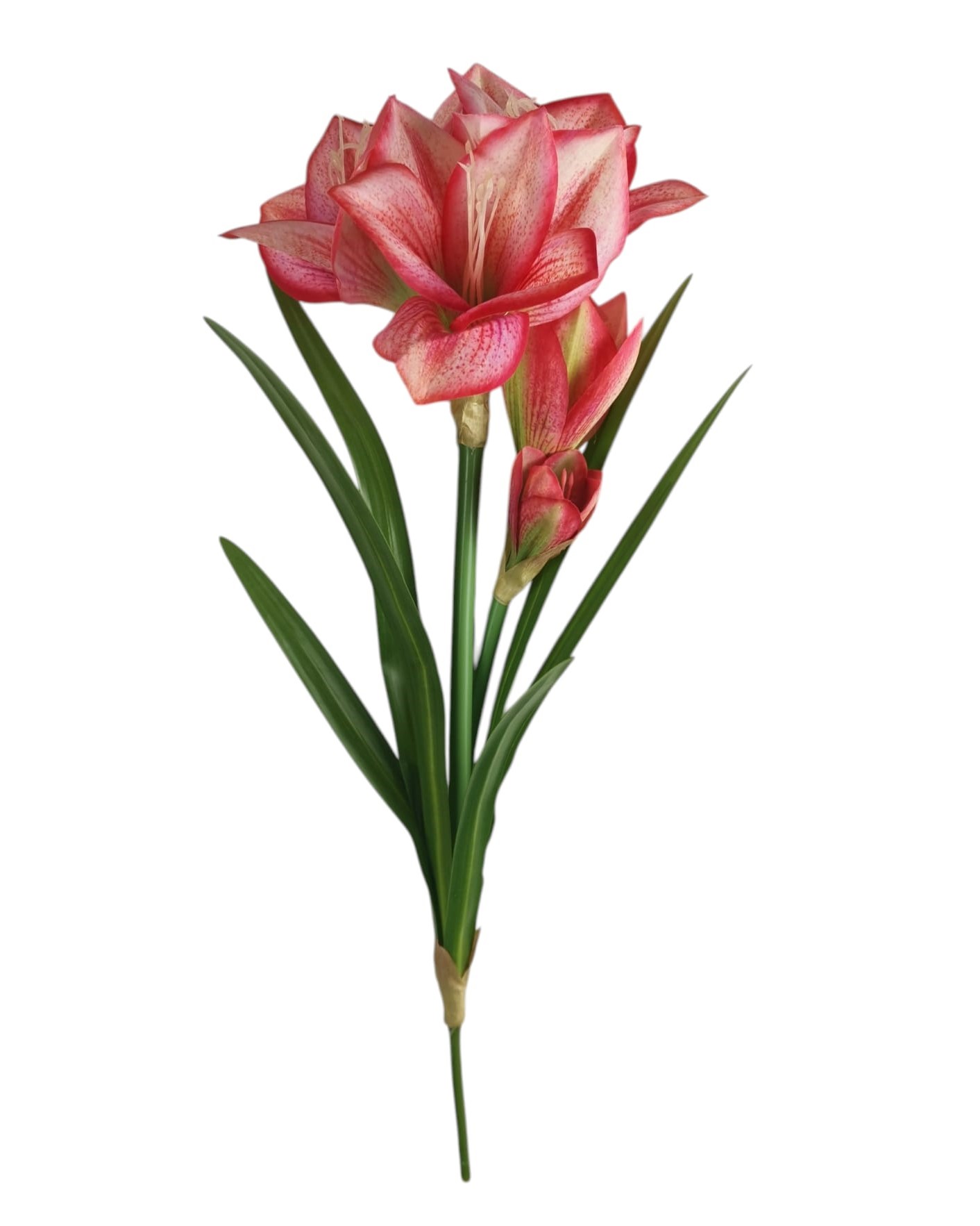 AMARYLLIS X2 62CM BT