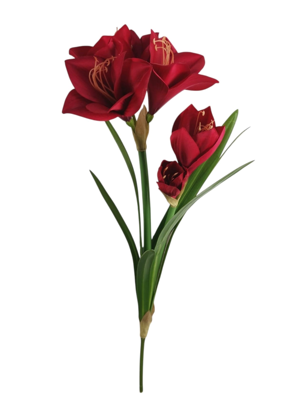 AMARYLLIS X2 62CM RD