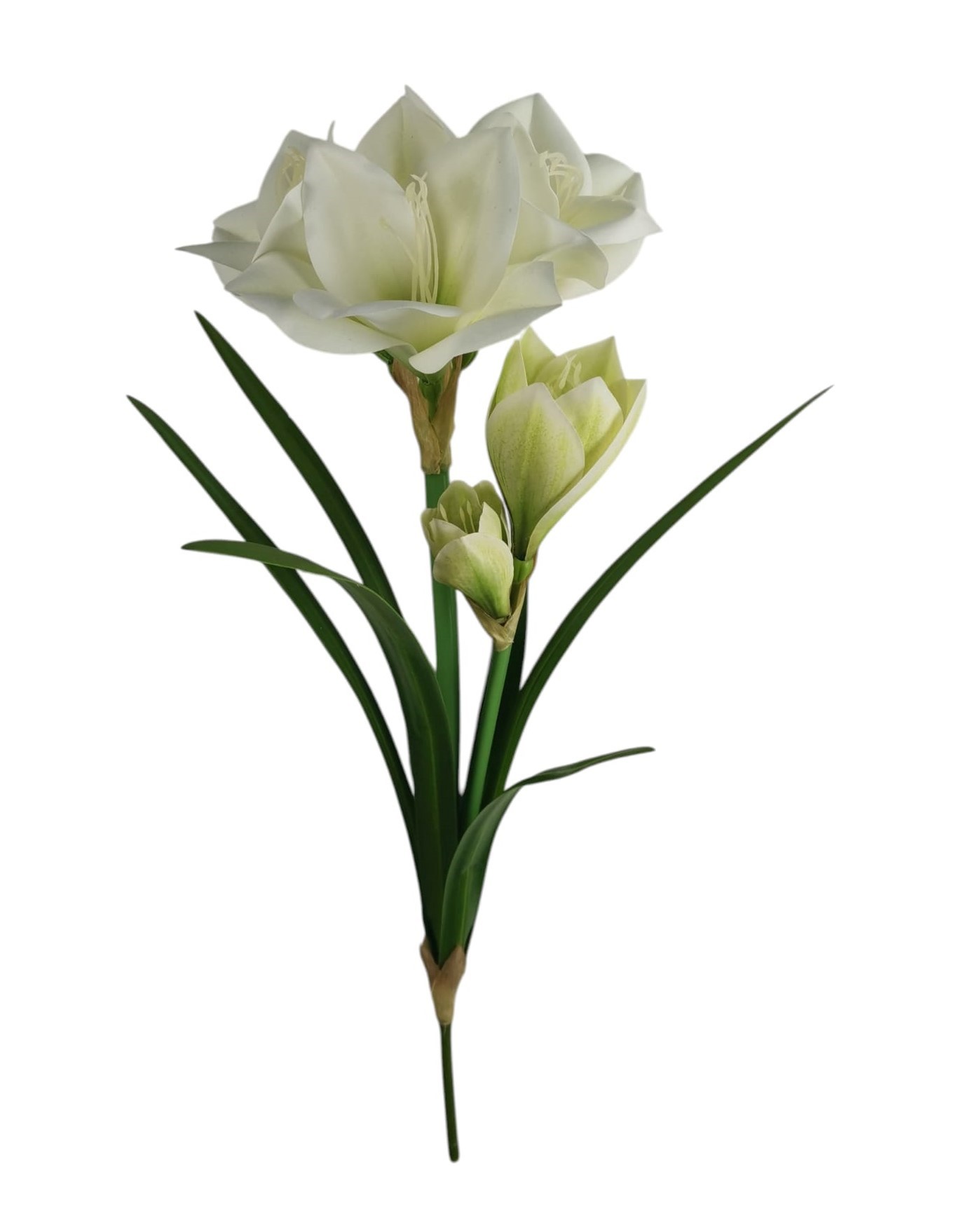 AMARYLLIS X2 62CM WH