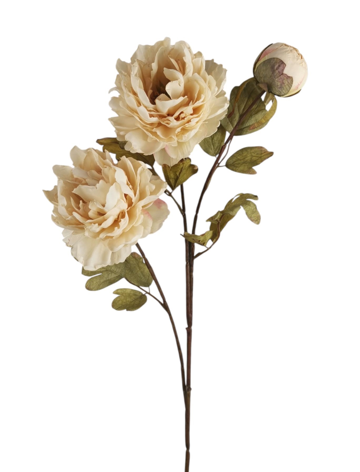 PEONIA SPRAY X3 70CM BG