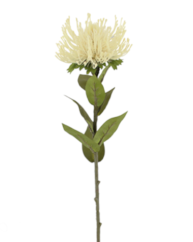 LEUCOSPERMUM SPRAY 72CM CR