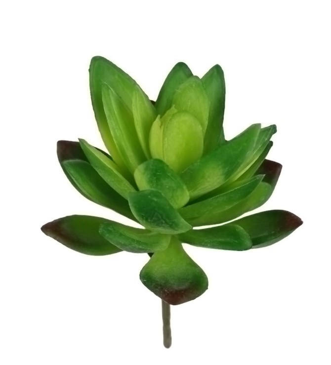 ALOE 13CM GR