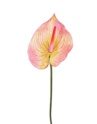 ANTHURIUM X1 72CM CR PK