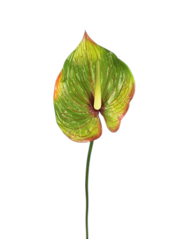 ANTHURIUM X1 72CM GR