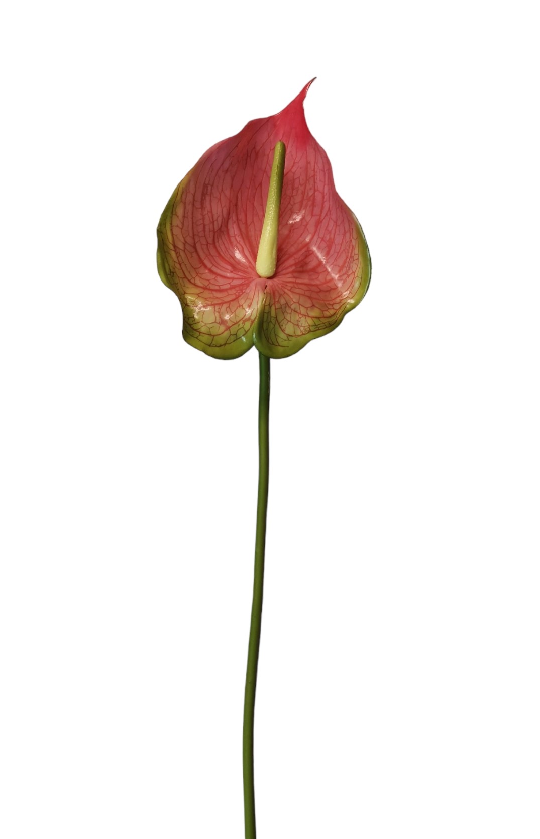 ANTHURIUM X1 72CM PK GR