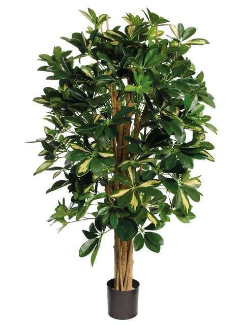 SCHEFFLERA PIANTA 1128LVS 110CM VR