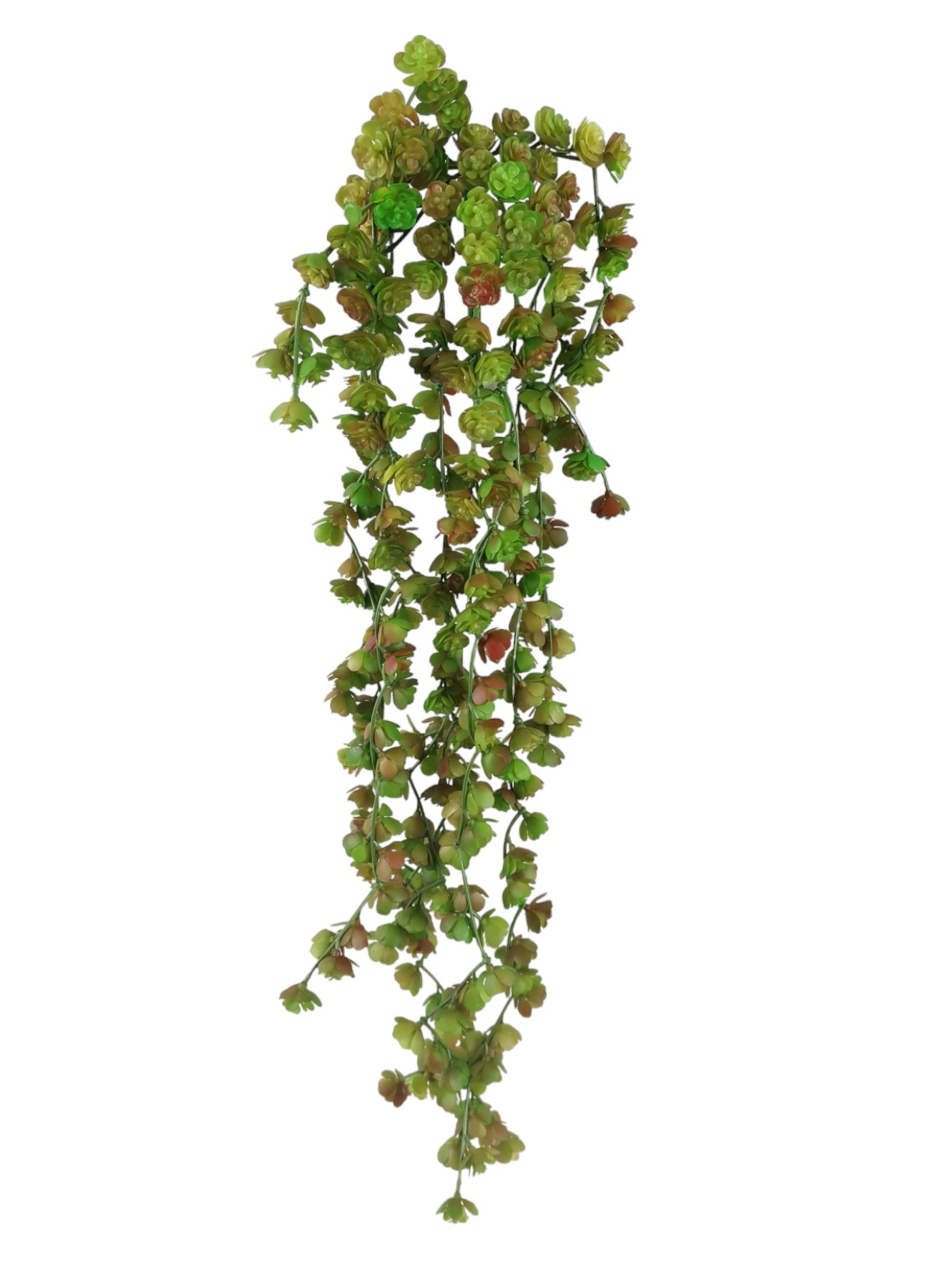 ECHEVERIA HANGING VINE 51CM GR