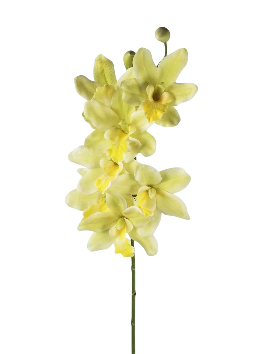 CYMBIDIUM SPRAY RT 93CM GR