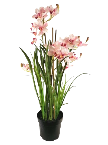 CYMBIDIUM X4 VASO 118CM LTPK