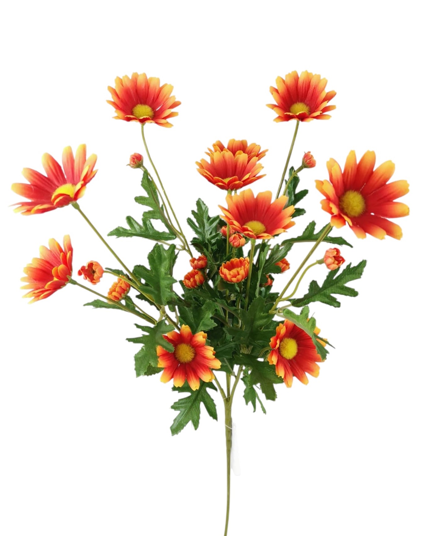 DAISY X4 66CM OR
