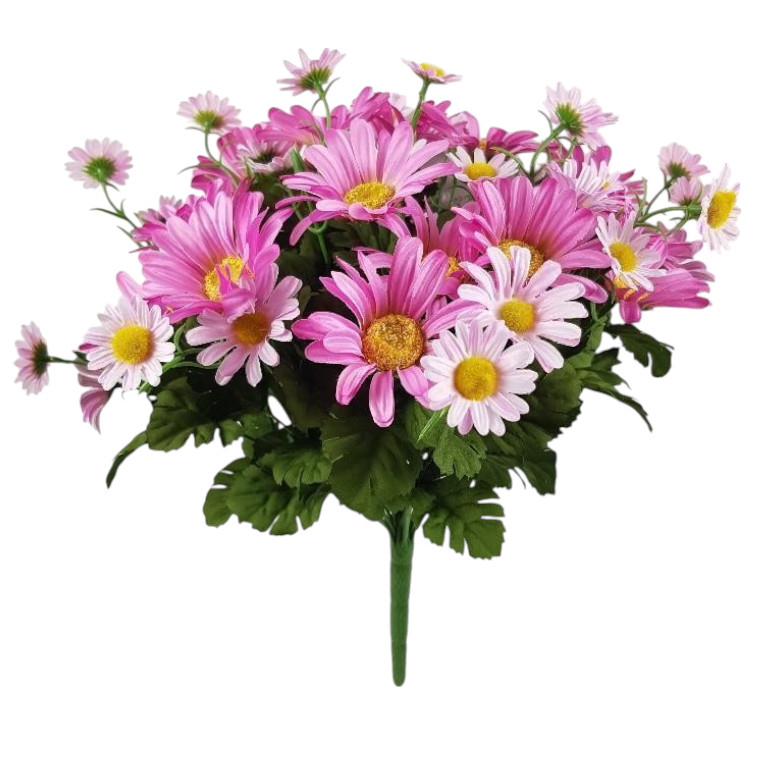 DAISY BUSH X36 45CM BEAUTY