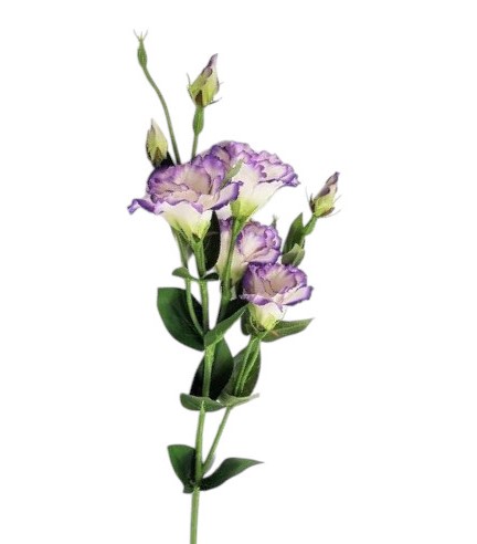 LISIANTHUS 82CM LV