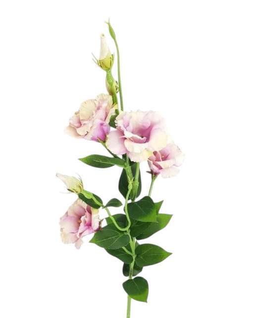 LISIANTHUS 82CM MV