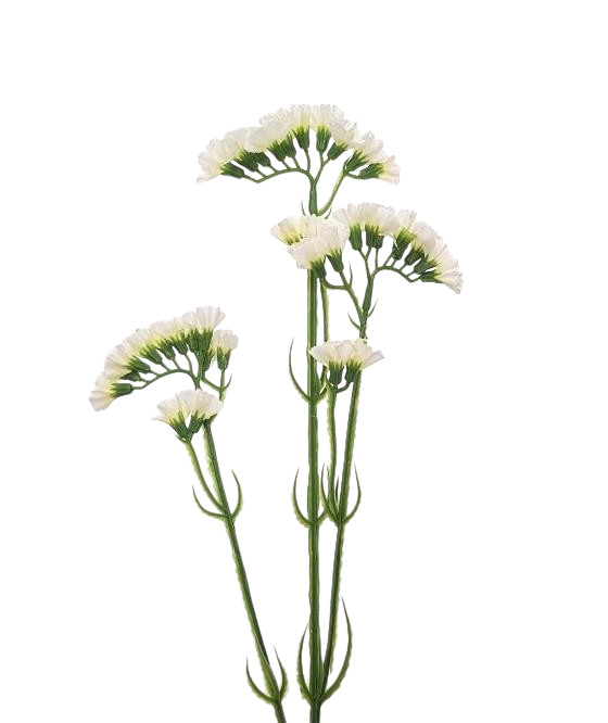 STATICE SPRAY 63CM CR