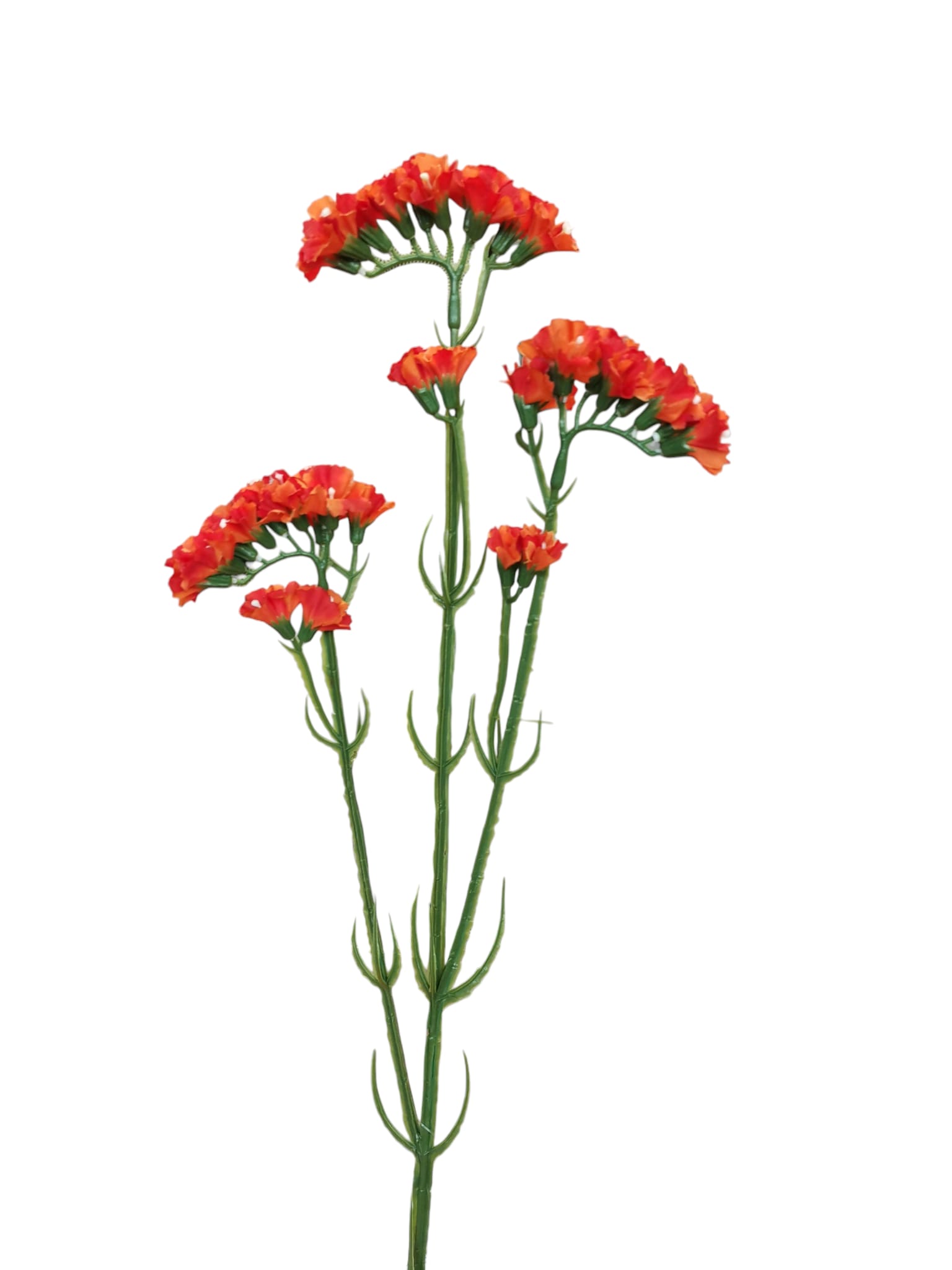 STATICE SPRAY 63CM OR