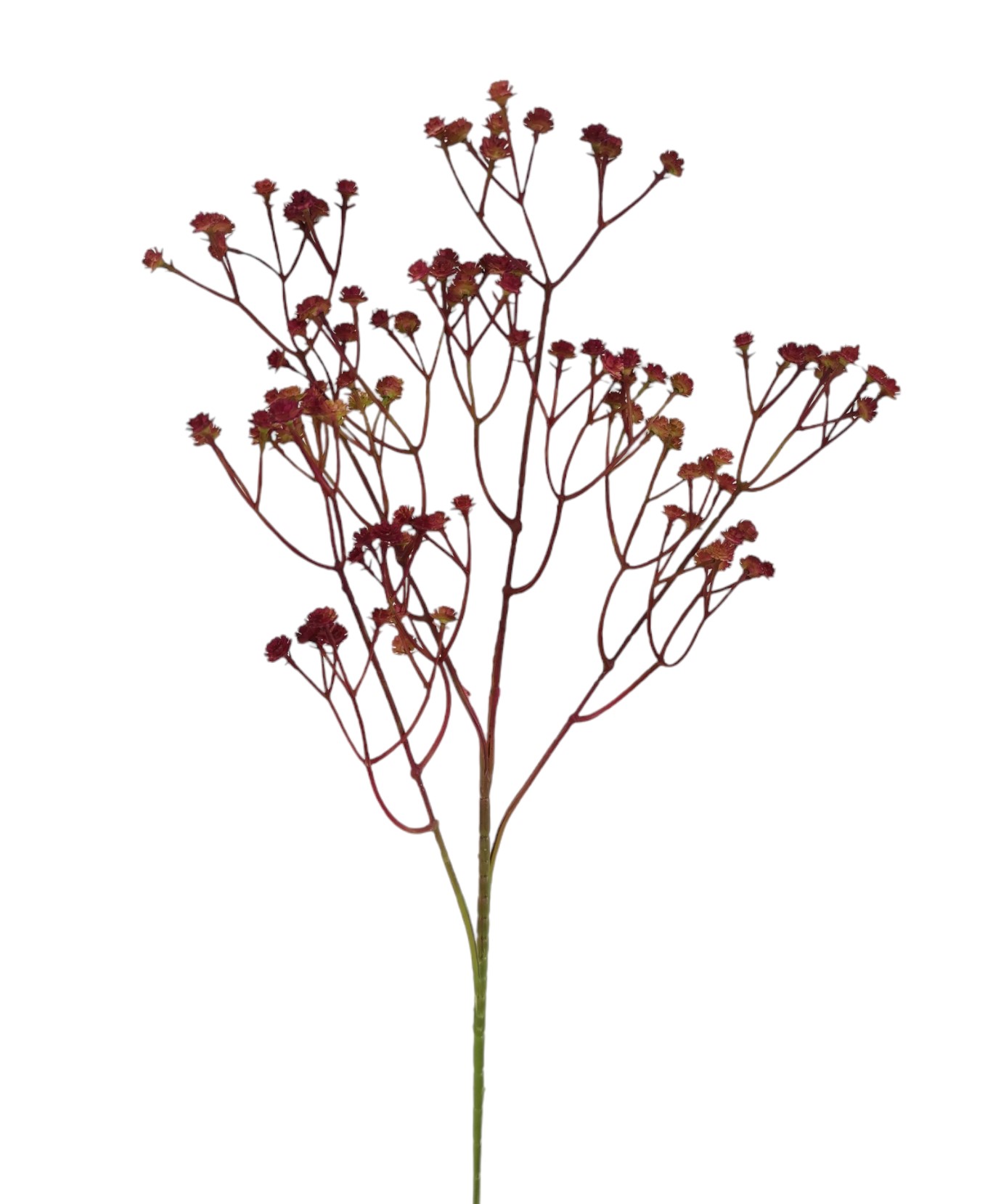 GYPSOPHILA X108 60CM DKRD