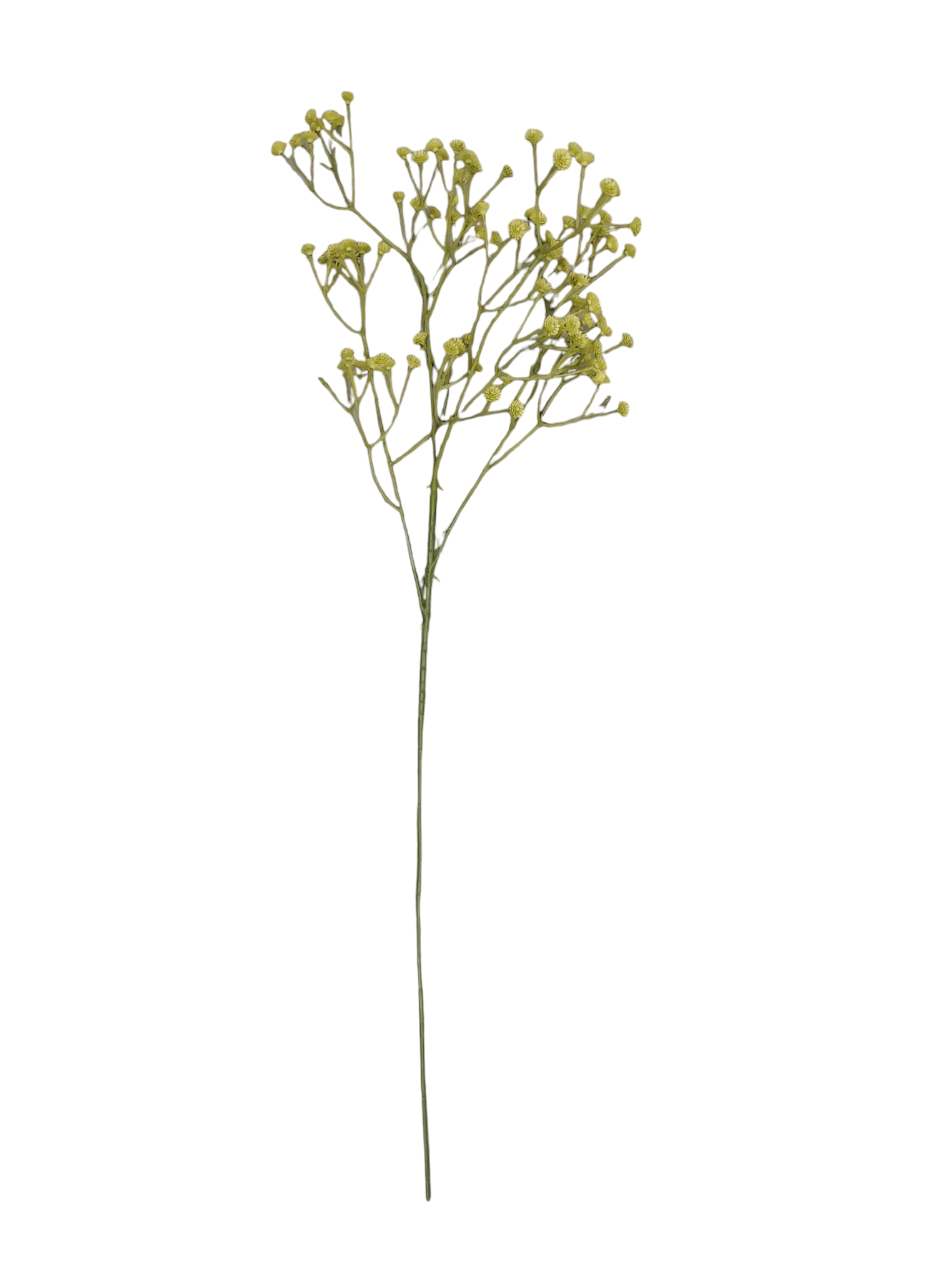 GYPSOPHILA X108 60CM GR