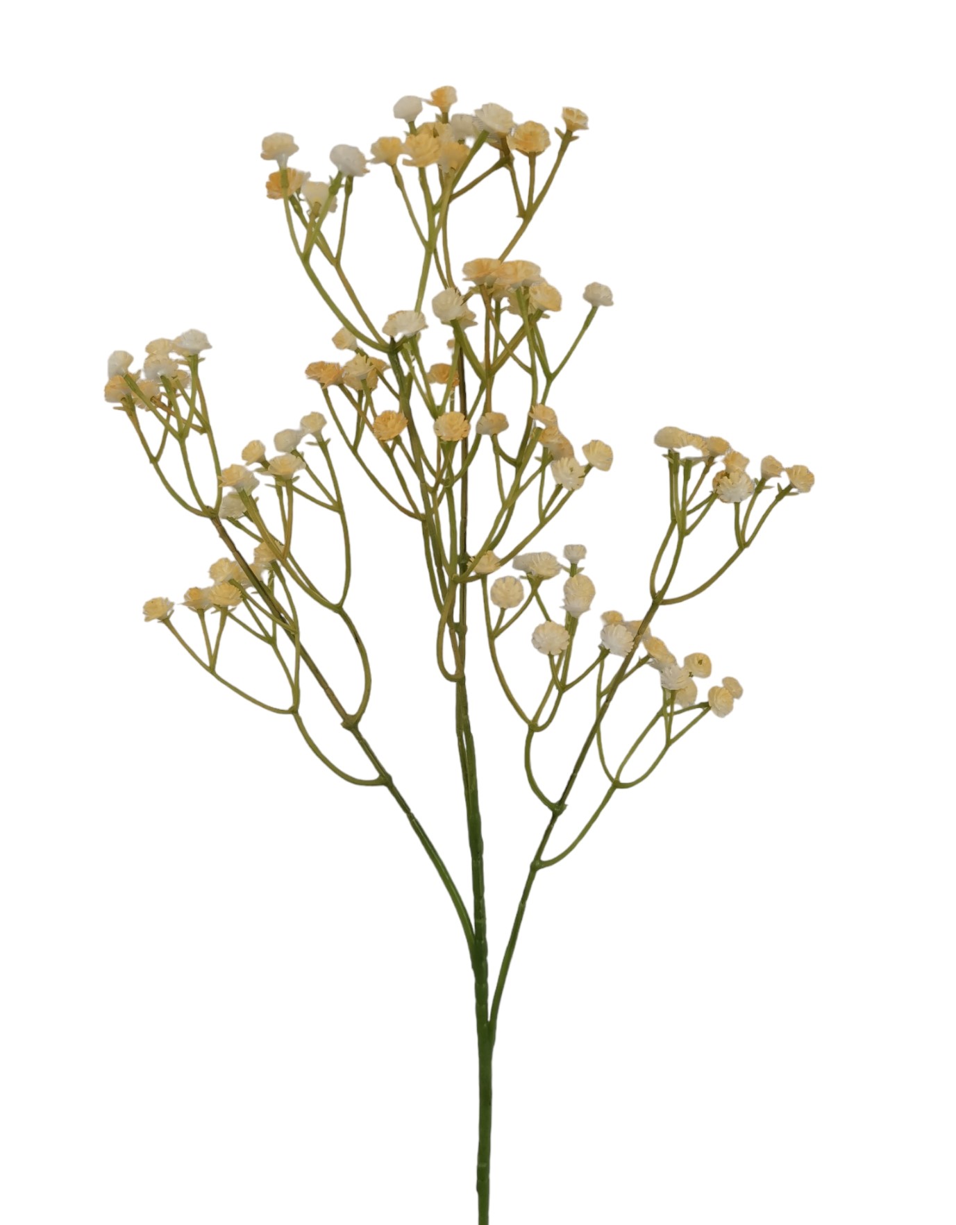 GYPSOPHILA X108 60CM LTYL